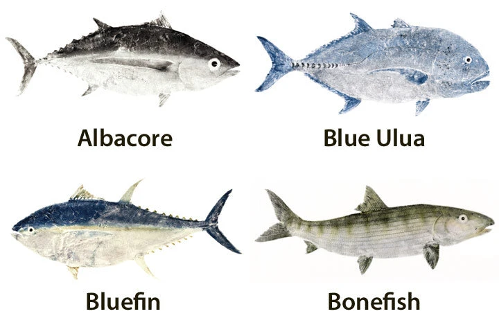 CRB Japanese Gyotaku Fish Art Decals By Marshall Madruga 3 CRB Japanese Gyotaku Fish Art Decals By Marshall Madruga