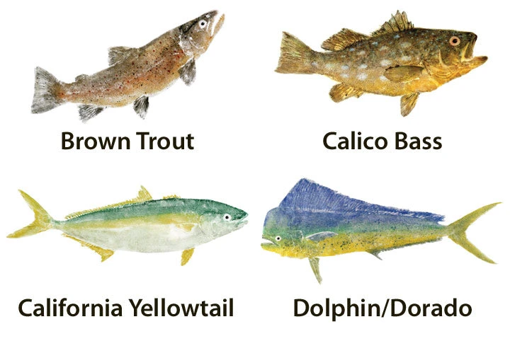 CRB Japanese Gyotaku Fish Art Decals By Marshall Madruga 4 CRB Japanese Gyotaku Fish Art Decals By Marshall Madruga