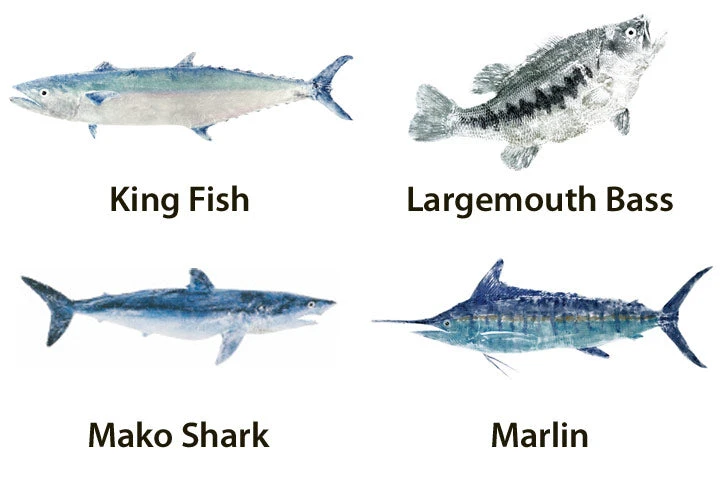 CRB Japanese Gyotaku Fish Art Decals By Marshall Madruga 5 CRB Japanese Gyotaku Fish Art Decals By Marshall Madruga