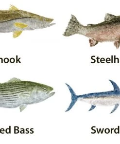 CRB Japanese Gyotaku Fish Art Decals By Marshall Madruga 12 CRB Japanese Gyotaku Fish Art Decals By Marshall Madruga