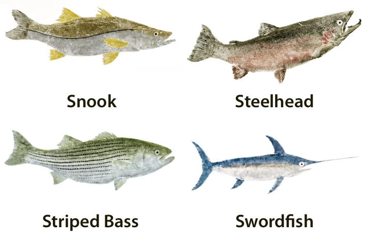 CRB Japanese Gyotaku Fish Art Decals By Marshall Madruga 7 CRB Japanese Gyotaku Fish Art Decals By Marshall Madruga