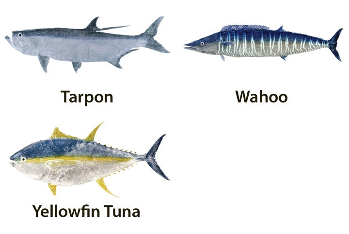 CRB Japanese Gyotaku Fish Art Decals By Marshall Madruga 8 CRB Japanese Gyotaku Fish Art Decals By Marshall Madruga