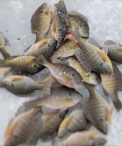 Ice Strong Titanium Spring Bobbers Ice Rod Guides 10 Ice Strong Titanium Spring Bobbers Ice Rod Guides