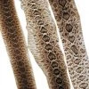 Mud Hole Rattlesnake Skins 1 Mud Hole Rattlesnake Skins