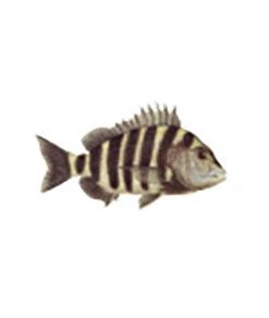 CRB Gamefish Rod Decals 111 CRB Gamefish Rod Decals