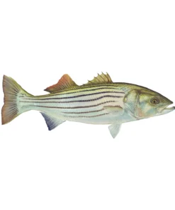 Mud Hole Truck Decals & Stickers 12