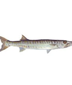 CRB Gamefish Rod Decals 63 CRB Gamefish Rod Decals