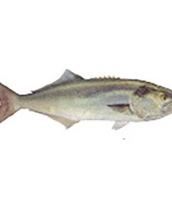 CRB Gamefish Rod Decals 67 CRB Gamefish Rod Decals