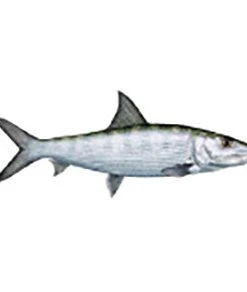 CRB Gamefish Rod Decals 68 CRB Gamefish Rod Decals