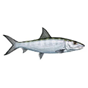 CRB Gamefish Rod Decals 12 CRB Gamefish Rod Decals