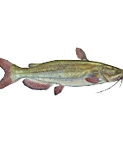 CRB Gamefish Rod Decals 72 CRB Gamefish Rod Decals