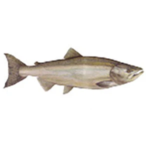 CRB Gamefish Rod Decals 17 CRB Gamefish Rod Decals