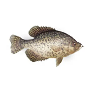 CRB Gamefish Rod Decals 8 CRB Gamefish Rod Decals