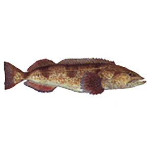 CRB Gamefish Rod Decals 57 CRB Gamefish Rod Decals