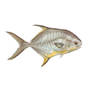 CRB Gamefish Rod Decals 27 CRB Gamefish Rod Decals