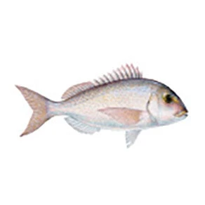 CRB Gamefish Rod Decals 49 CRB Gamefish Rod Decals