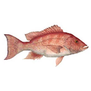 CRB Gamefish Rod Decals 31 CRB Gamefish Rod Decals