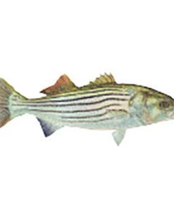 CRB Gamefish Rod Decals 95 CRB Gamefish Rod Decals