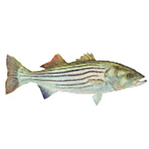 CRB Gamefish Rod Decals 39 CRB Gamefish Rod Decals