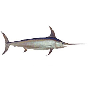 CRB Gamefish Rod Decals 40 CRB Gamefish Rod Decals