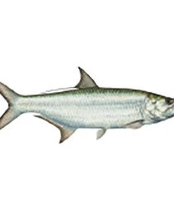 CRB Gamefish Rod Decals 97 CRB Gamefish Rod Decals