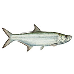 CRB Gamefish Rod Decals 41 CRB Gamefish Rod Decals