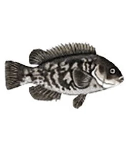 CRB Gamefish Rod Decals 101 CRB Gamefish Rod Decals