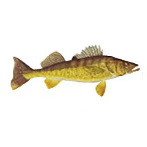 CRB Gamefish Rod Decals 43 CRB Gamefish Rod Decals